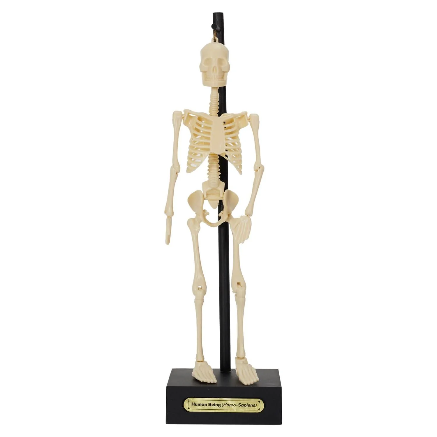 MINI SQUELETTE DE BUREAU OSCAR - Image 12