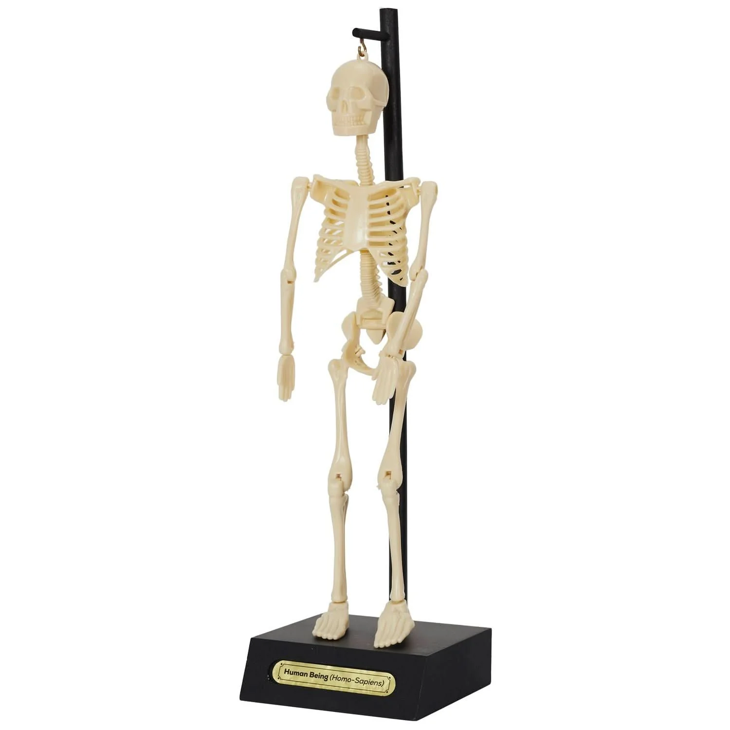 MINI SQUELETTE DE BUREAU OSCAR - Image 13