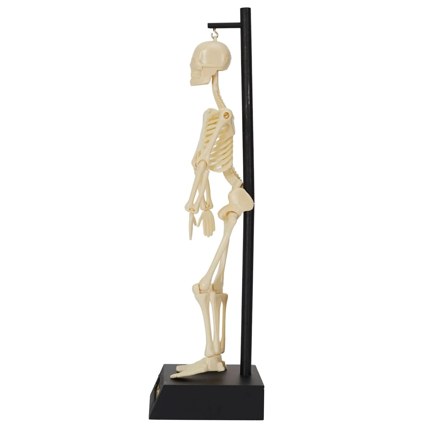 MINI SQUELETTE DE BUREAU OSCAR - Image 14
